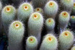 Kakteen im botanischen Garten