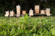 Beehives close to a forest in Germany