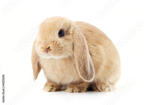 Photo: rabbit isolated on a white background rabbit isolated on a white background