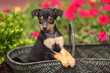 Mini Pinscher Puppy Sitting In Basket