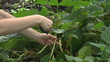 Farmer collect green beans