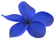 fleur bleue, frangipanier