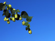 Hopfenblüte