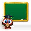 owl at school