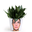 Flower heads of