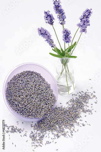 Photo: true Lavender (echter Lavendel) true Lavender (echter Lavendel)