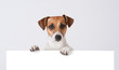 Dog above banner.