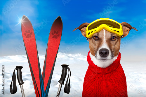 Photo: winter dog snow winter dog snow