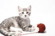 getigerter Kater