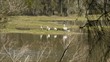 Australische Pelikane