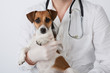 Vet and dog