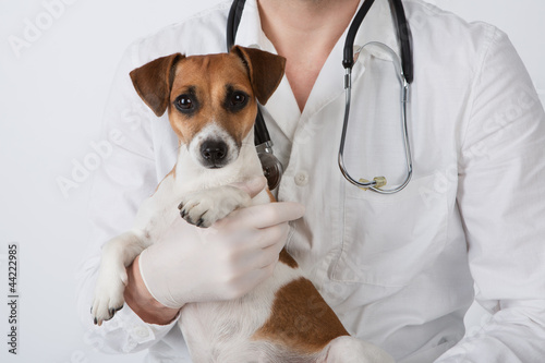 Photo: Vet and dog Vet and dog