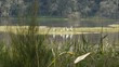 Australische Pelikane