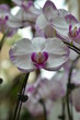 White Orchids