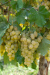 White grspe