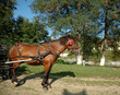 Painting portrait of a horse