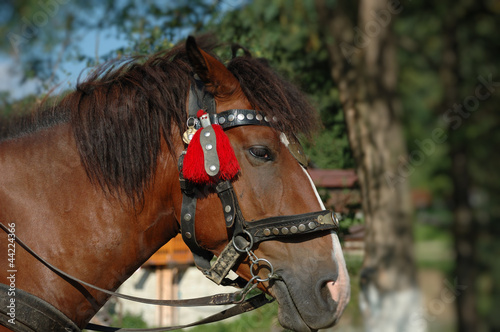 Photo: Horse Horse