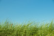 Gras und Himmel