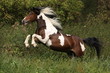 Foto: Indianerpony Indianerpony