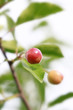 Foto: Kirsch Bokeh Kirsch Bokeh
