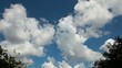 tree tops and clouds time lapse