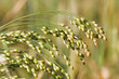 The millet plant