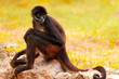 Foto: Spider Monkey Spider Monkey