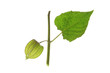 Kapstachelbeere (Physalis peruviana)