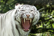 tigre blanc 