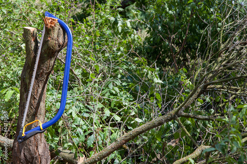 Photo: Blue bucksaw with yellow handle Blue bucksaw with yellow handle