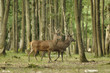 cerfs