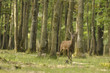 cerf