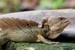 Big dragon like Common Basilisk lizard, Basiliscus basiliscus