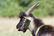 brown goat male portrait