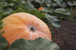 growing pumpkin