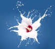 white splash flowers