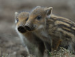 Wildschwein