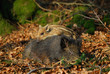 Wildschwein + Frischling