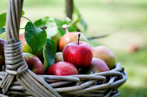 Photo: Apples in basket Apples in basket