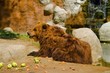 bear
