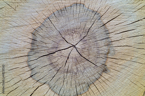 Photo: Beech tree texture Beech tree texture