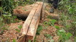 chainsaw to cut slices from a log. Sawdust flying. 