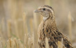 quail