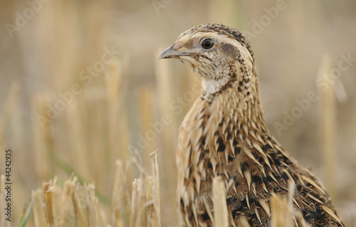 Photo: quail quail