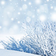 snow covered nature - winter background