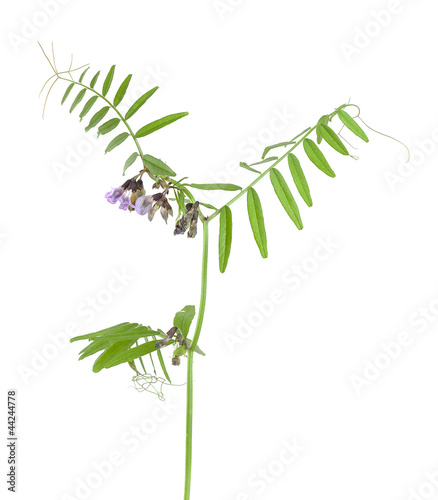 Photo: Bush vetch, Vicia sepium isolated on white background Bush vetch, Vicia sepium isolated on white background