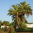 Palmengarten