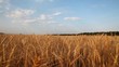Video: Wheat field and sky Wheat field and sky