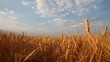 Video: Wheat field Wheat field
