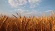 Video: Field Field